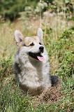 CORGI PEMBROKE 230